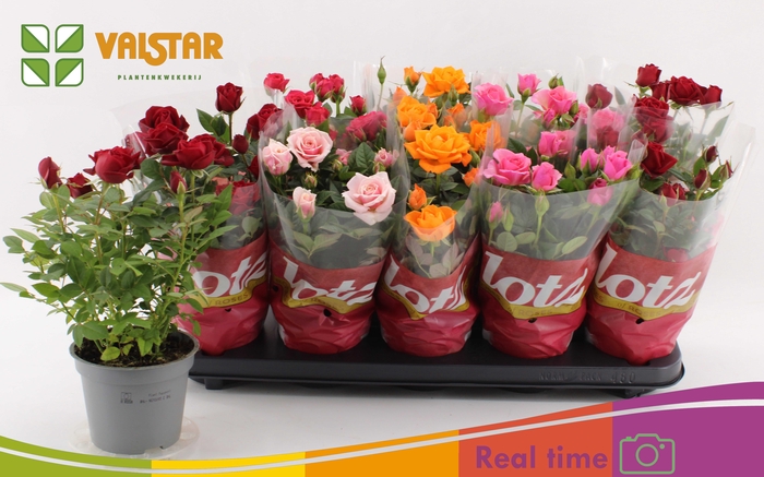 <h4>RO LOTZ OF GEM 6 KL</h4>