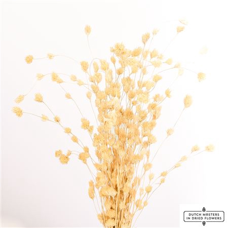 <h4>DRIED WHEEP. BAMBOO BLEACHED BUNCH</h4>