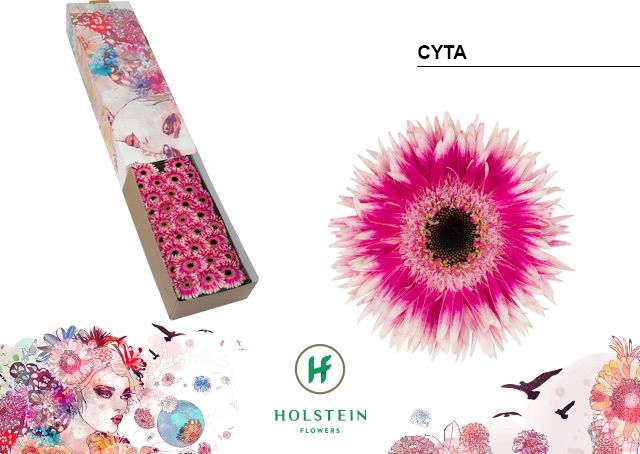 <h4>Germini Spider Cyta Half doos</h4>