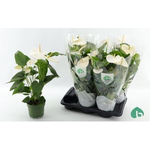 !! PROMO !! ANTHURIUM ALASKA P17
