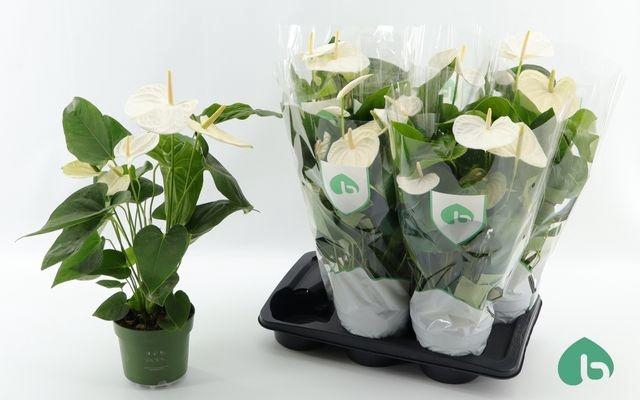 <h4>!! PROMO !! ANTHURIUM ALASKA P17</h4>