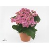 Kalanchoe blos. 'Perfecta Pink'