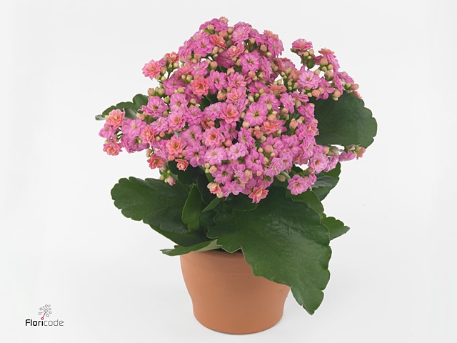 Kalanchoe blos. 'Perfecta Pink'