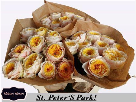 <h4>R Gr St Peters Park!</h4>