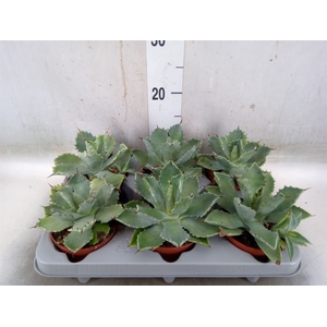 Agave potatorum