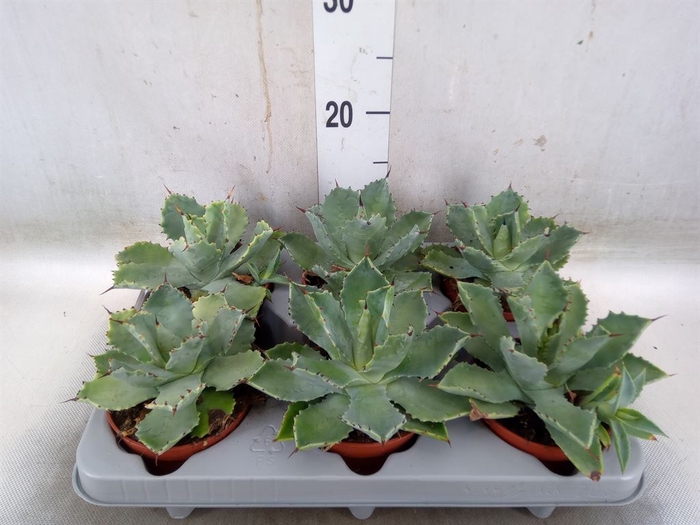 <h4>Agave potatorum</h4>