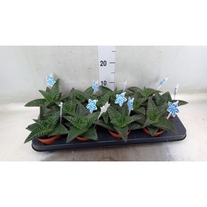 xGasteraloe  'Tiki Zilla'