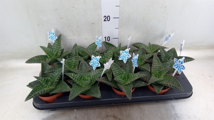 <h4>xGasteraloe  'Tiki Zilla'</h4>