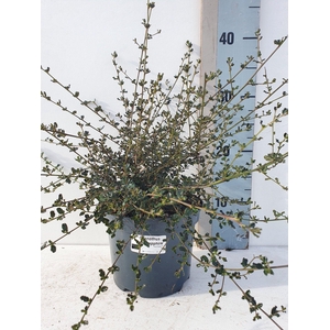 Ceanothus 'Blue Sapphire'