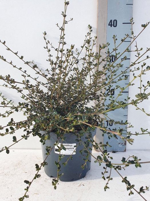 <h4>Ceanothus 'Blue Sapphire'</h4>