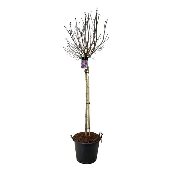 <h4>Syringa v. 'Charles Joly'</h4>