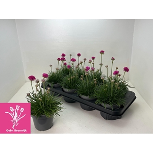 ARME MAR ARMADA ROSE