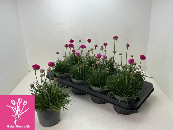 <h4>ARME MAR ARMADA ROSE</h4>