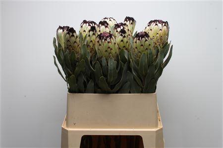 <h4>Protea Barb Niobe Large</h4>