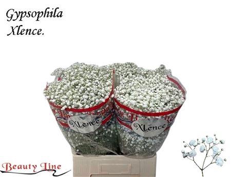 <h4>GYPS PA XLENCE</h4>