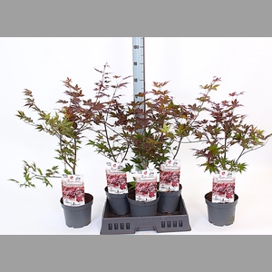 ACER PA ATROPURPUREU