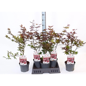 ACER PA ATROPURPUREU