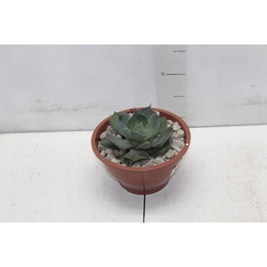 AGAVE PARRYI C18