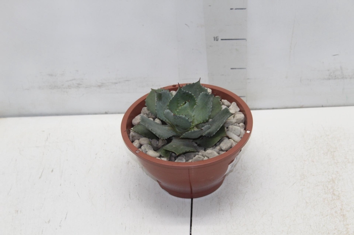 <h4>AGAVE PARRYI C18</h4>