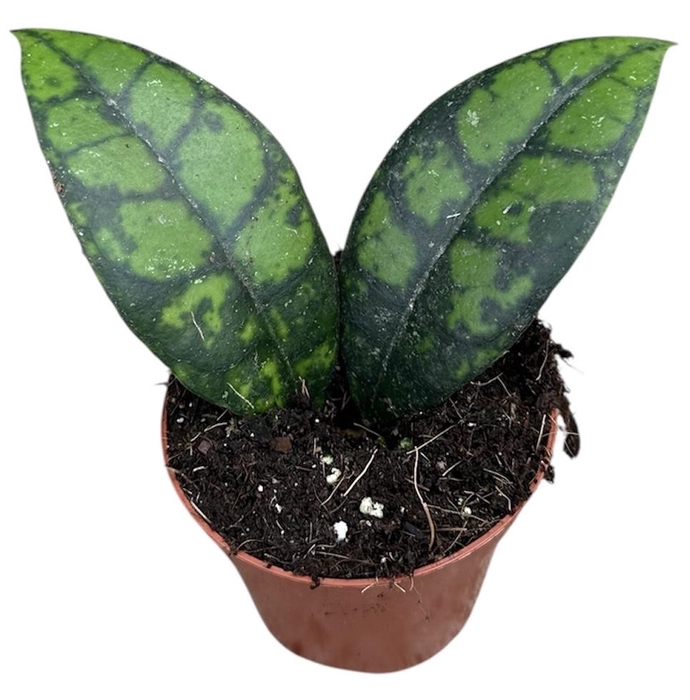 <h4>Hoya Black Cat</h4>