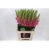 Antirrhinum Potomac Cherry Rose