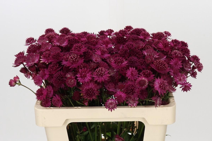 <h4>Astrantia Rosita</h4>