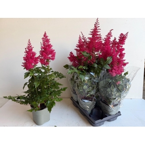 ASTILB A HEAVY METAL