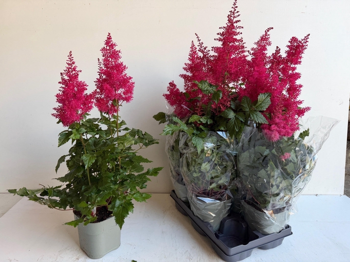 <h4>ASTILB A HEAVY METAL</h4>