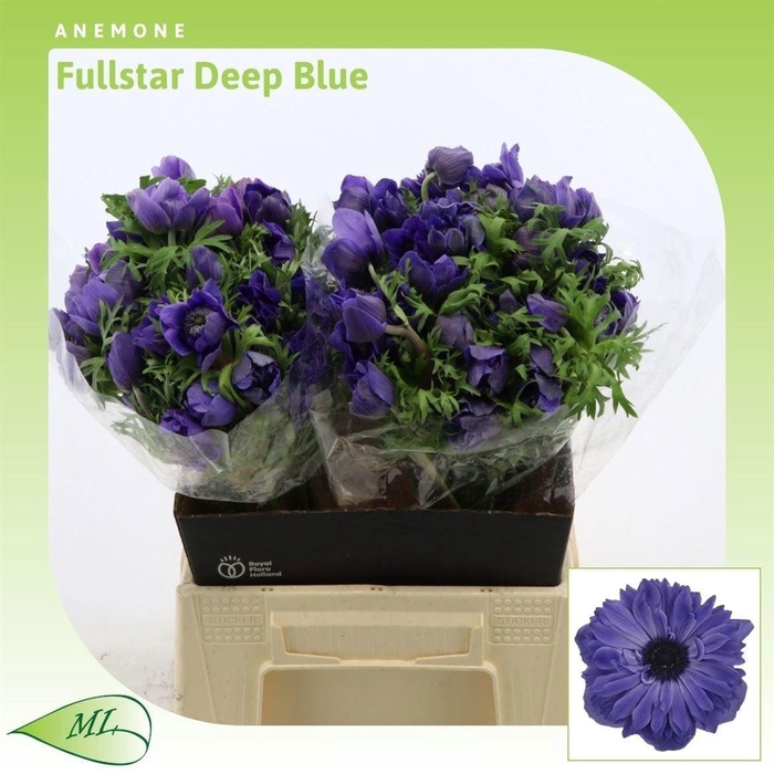 <h4>ANEM CO FSTAR D BLUE</h4>