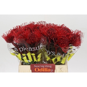 Nutans Painted Bordeaux