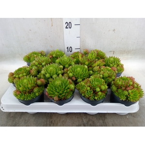 Sempervivum   ...