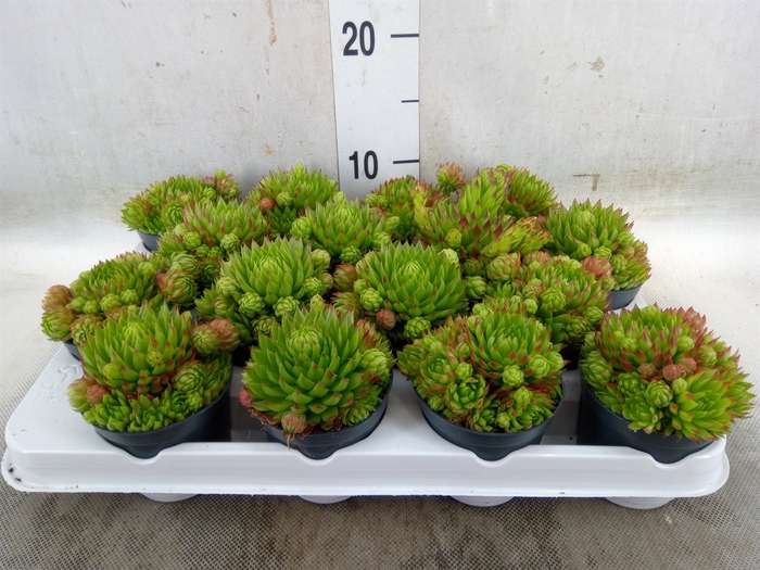 <h4>Sempervivum   ...</h4>