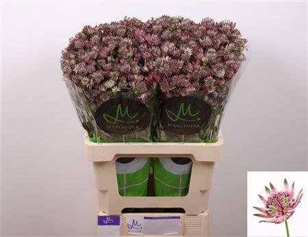 <h4>ASTR STAR OF AFRICA</h4>