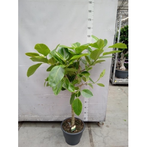 Ficus benghalensis