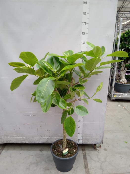 <h4>Ficus benghalensis</h4>