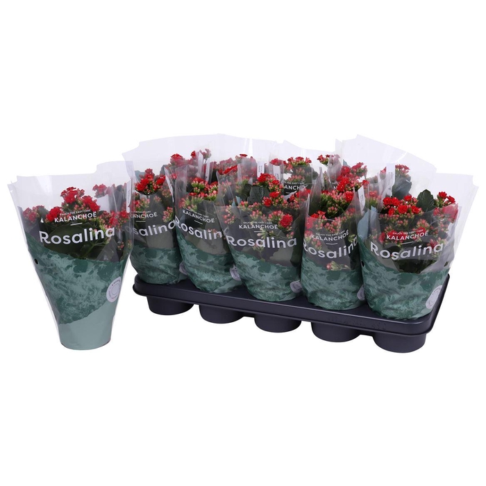 <h4>Kalan Gev Rood</h4>