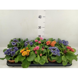 Primula ac. 'Bellisimo'   ..mix