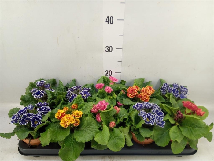 <h4>Primula ac. 'Bellisimo'   ..mix</h4>