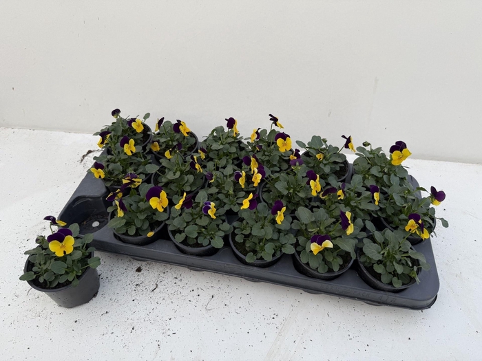 <h4>VIO CO SORBET GEM</h4>