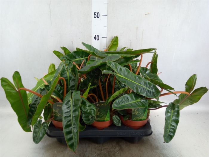 Philodendron   ...