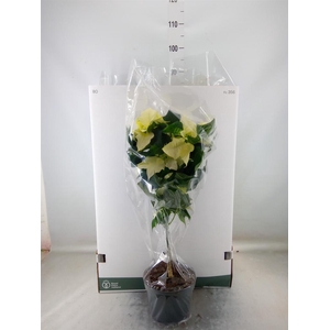 Euphorbia pulc. 'Alaska'