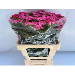 DI BARB WILLIAM DEEP PINK MAX