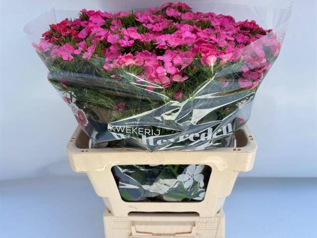 <h4>DI BARB WILLIAM DEEP PINK MAX</h4>