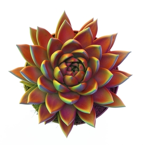 Echeveria  'Miranda'