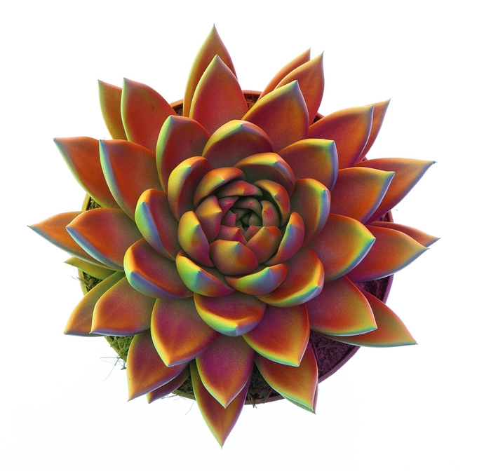 <h4>Echeveria  'Miranda'</h4>