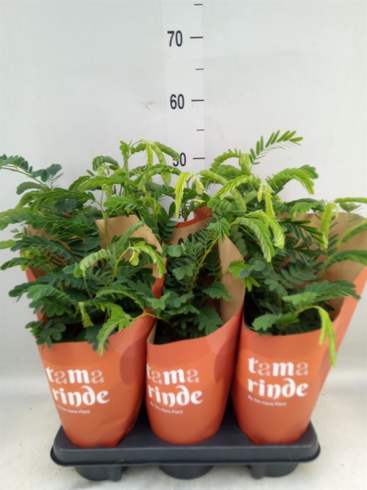 <h4>Tamarindus indica</h4>