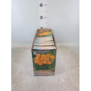 Dahlia   ...flowerbulbs