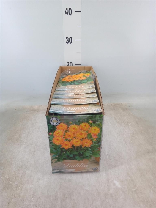 <h4>Dahlia   ...flowerbulbs</h4>