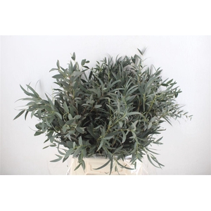 Euca Dominichina Kort 150gr