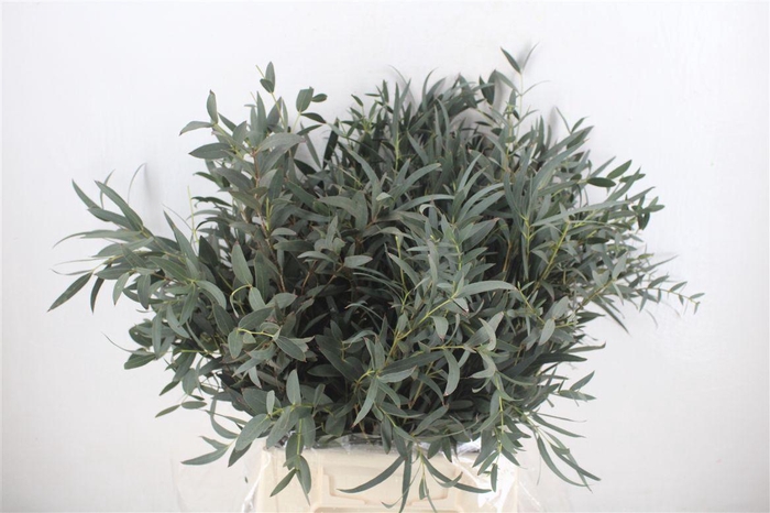 <h4>Euca Dominichina Kort 150gr</h4>